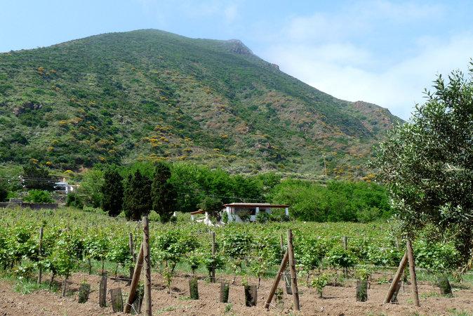 Malvasia, a Grape Variety With Ancient Roots