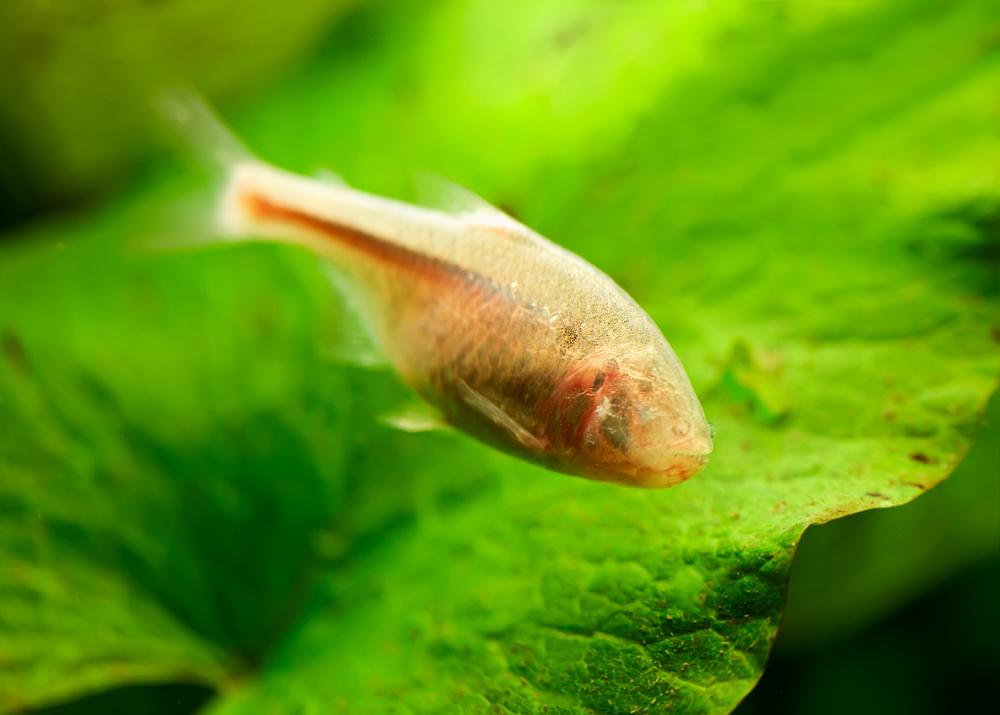 Even Blind Fish Get Around Thanks to ‘Sixth Sense’