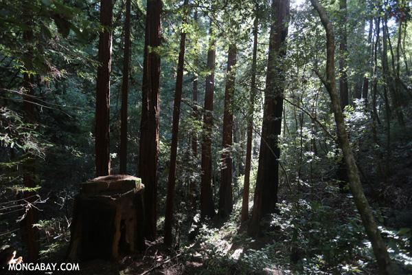 Changing California Forests May Help Us Prepare for the Future
