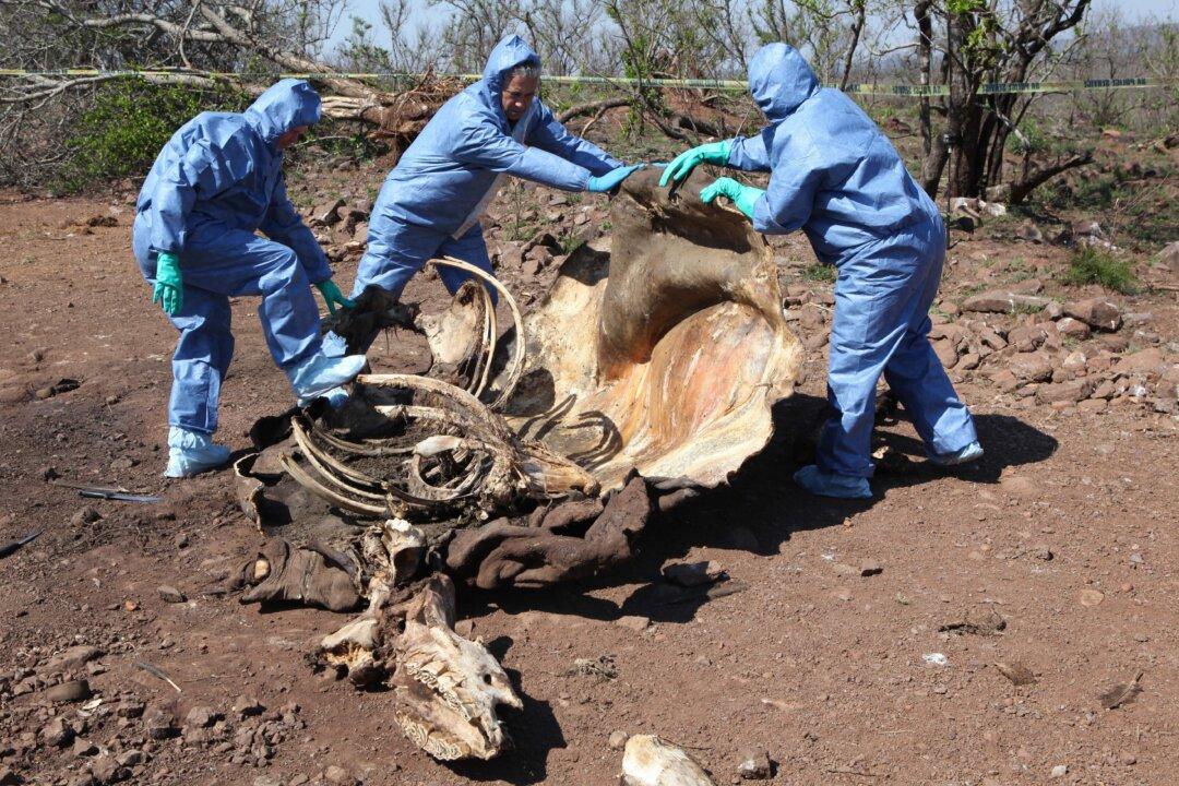 South Africa Says Record Number of Rhinos Poached in 2014