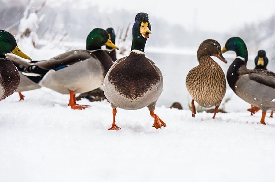 First Case of H5N1 Bird Flu Found in US Wild Duck: Should You be Worried?