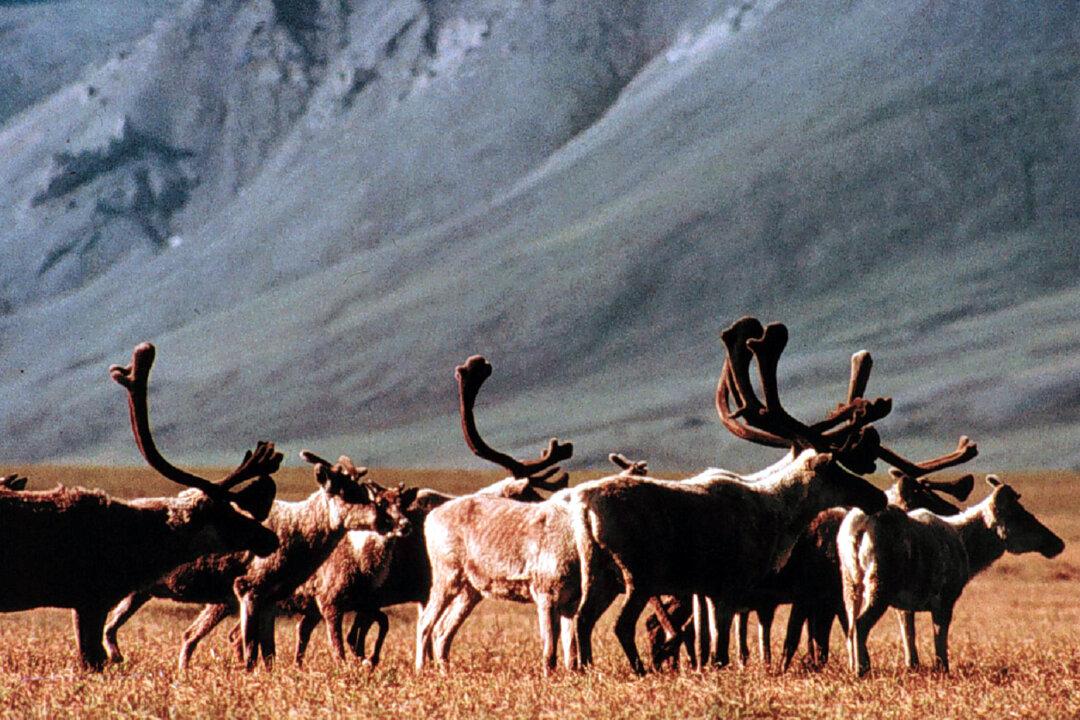 12.28 Million Acres of Arctic Wilderness Should Be Protected, Says Obama Administration