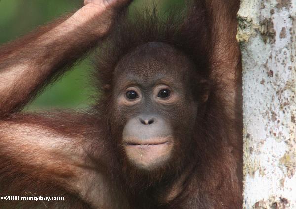 Half of Borneo’s Mammals Could Lose a Third of their Habitat by 2080