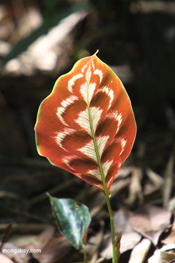 Indigenous Territories Both Homelands and Protected Areas