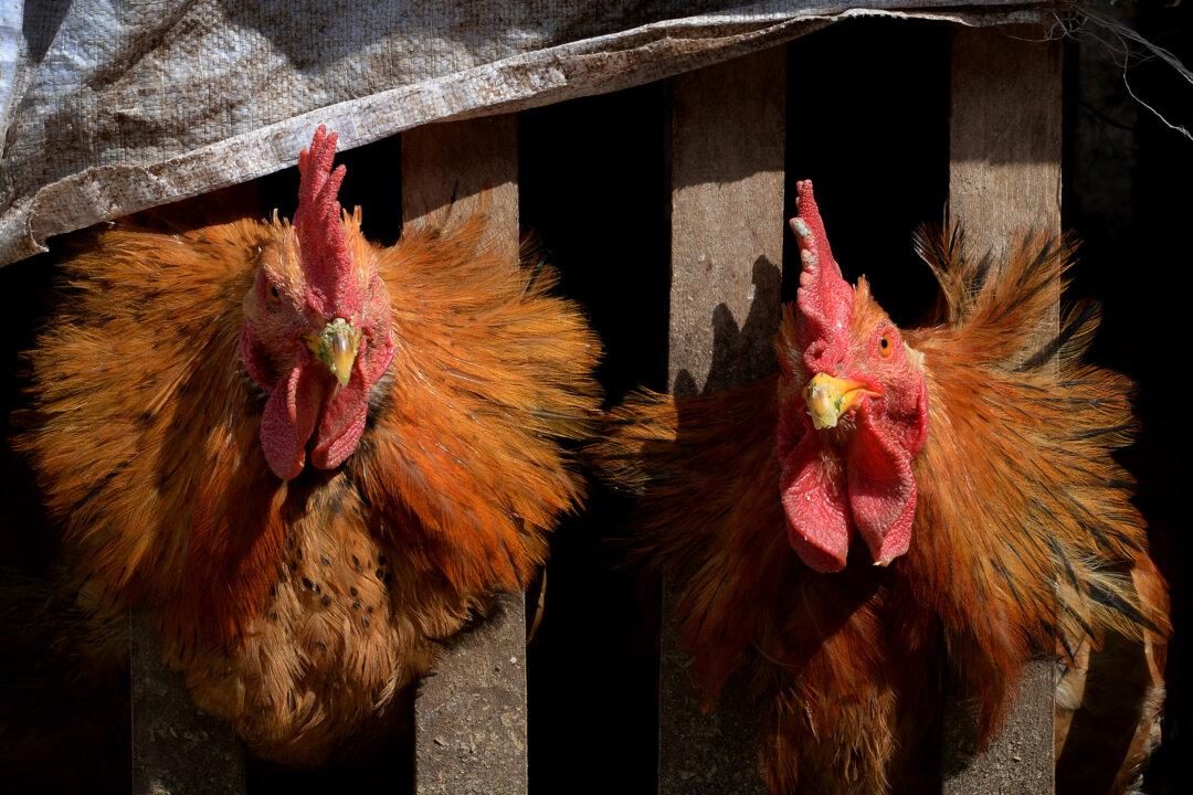 First Case of Human Bird Flu in North America Confirmed, a Second Possible