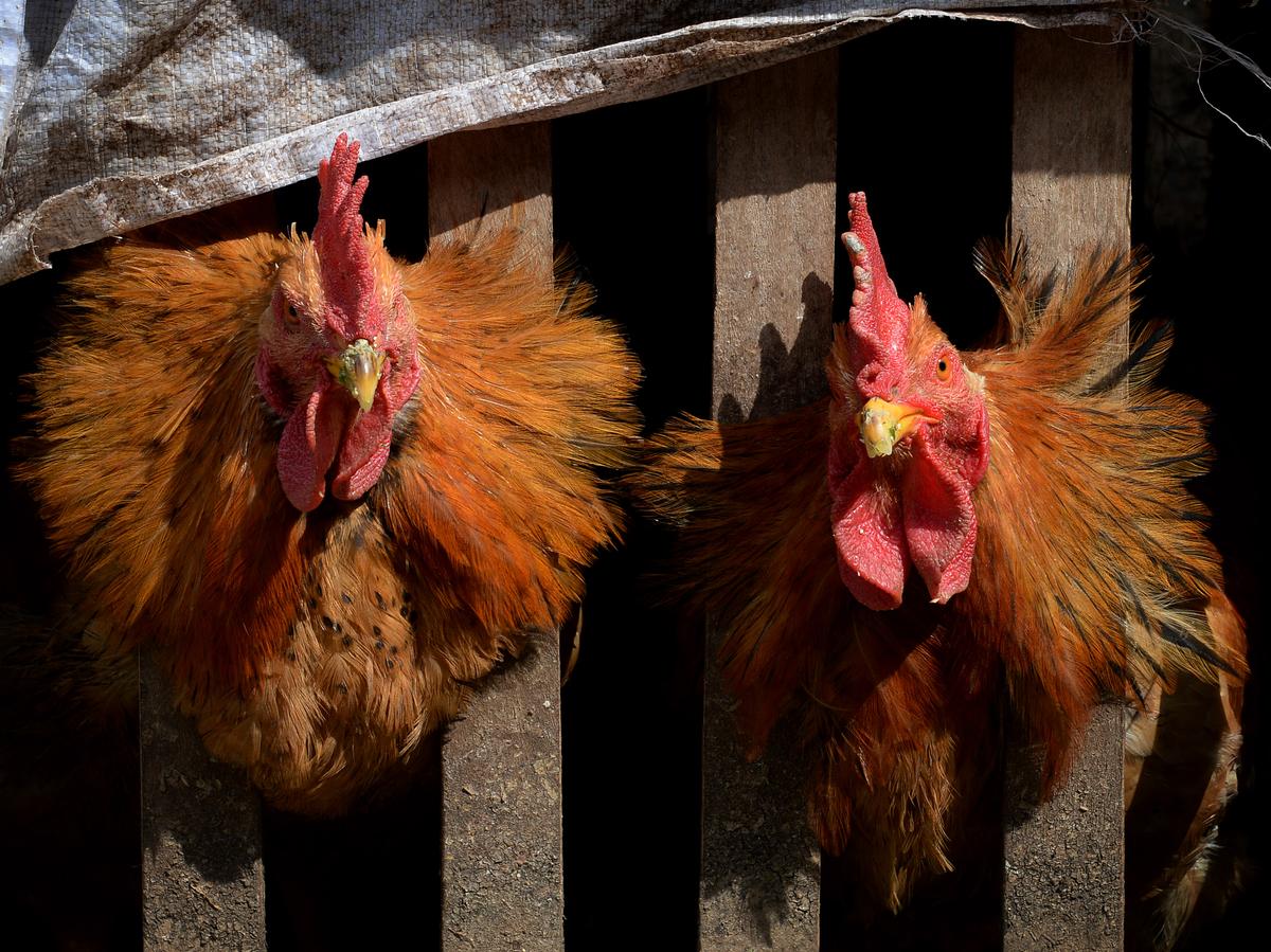 First Case of Human Bird Flu in North America Confirmed, a Second Possible