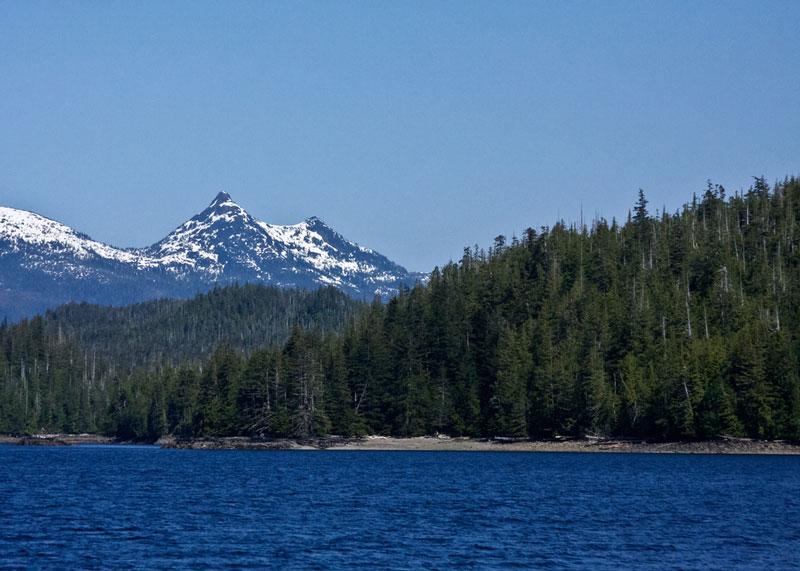 Scientists Call on Obama to Stop Logging Old Growth Forests