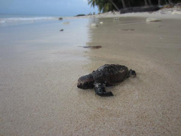 Hawkbill Sea Turtles Making a Comeback in Nicaragua