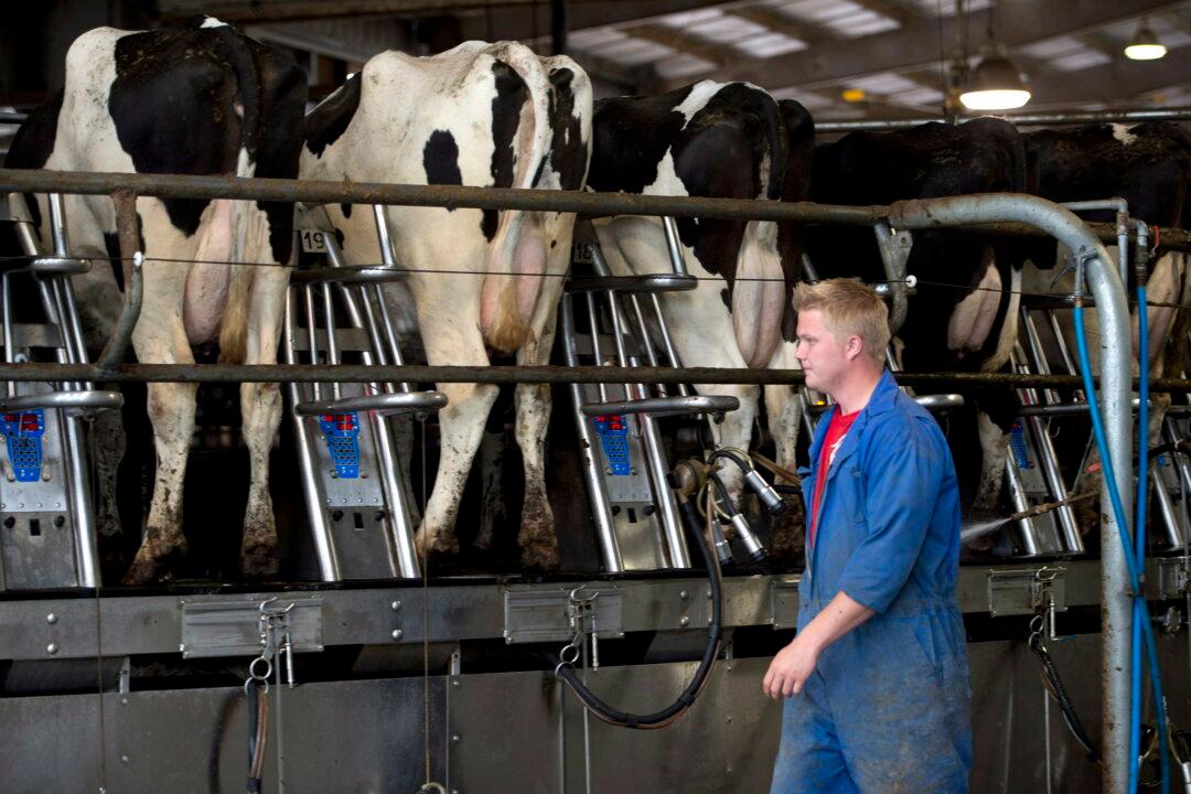 Aussie Government Provides $20,000 Grants to Help Dairy Farmers Amid Pandemic