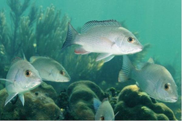 Scientists Discover That Fish Larvae Make Sounds