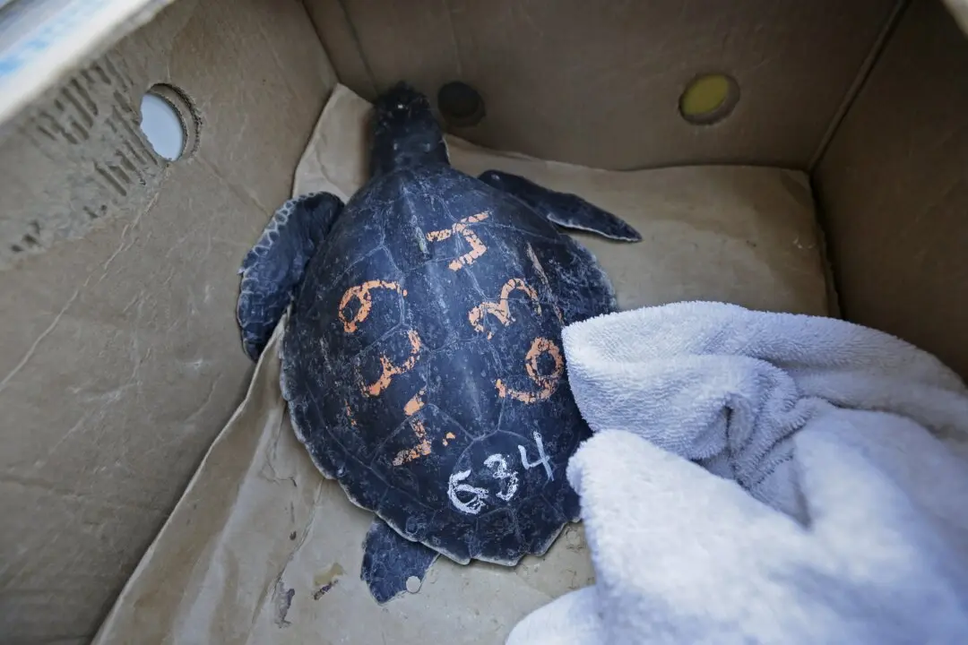 Poaching of 1,700 Protected Turtles Leads to Trafficking Charges in Arizona