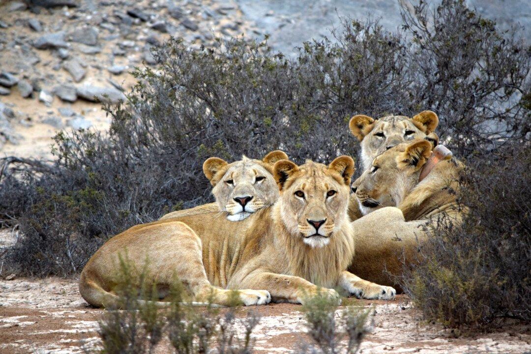 Namibia’s Desert Lions