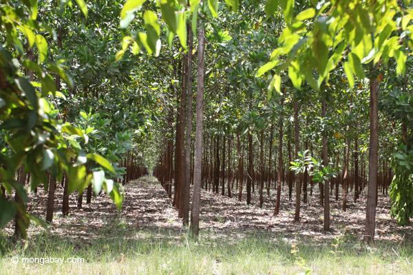 When Is a Forest a Forest? How Definitions Affect Monitoring