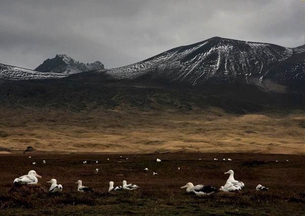 Ocean Pollutants Threaten Survival of Wandering Albatross