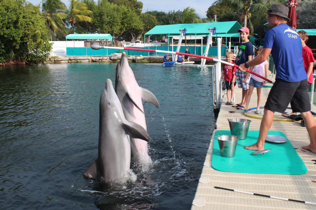 Did You Ever Swim With a Dolphin?