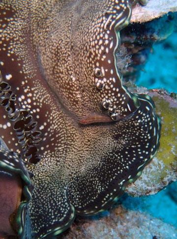 How Do Giant Clams Effect the Oceans?