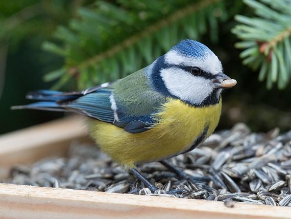 Birds: A Gardener’s Best Pest Control