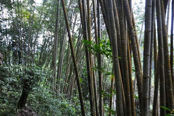 Sulawesi Communities Sustainably Managing Forests