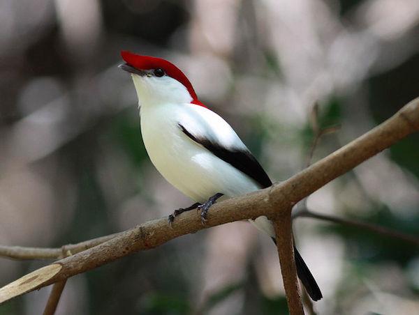 Most Critically Endangered Bird Gets a Reserve in Brazil