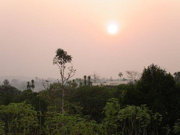 Illegal Logging Still a Struggle in Cameroon