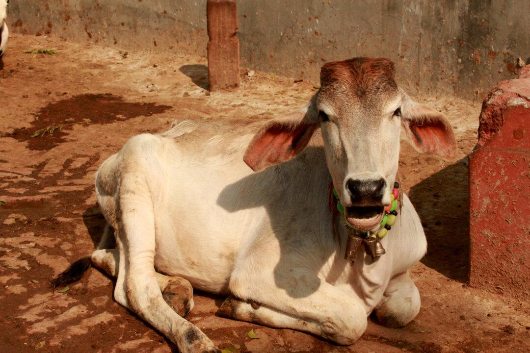 96 Villages Maintain Delhi’s Oldest Shelter for Abandoned Cows