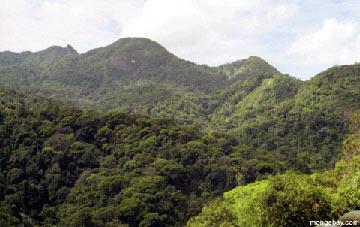 Biodiversity May Reduce The Threat of Disease