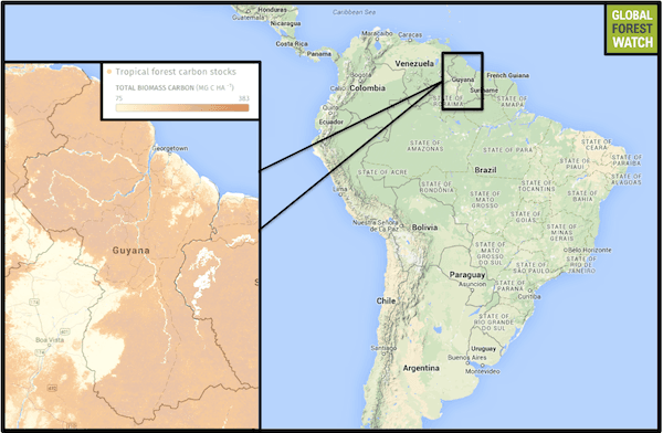 Measuring Carbon Value of Forests Is Tricky Business