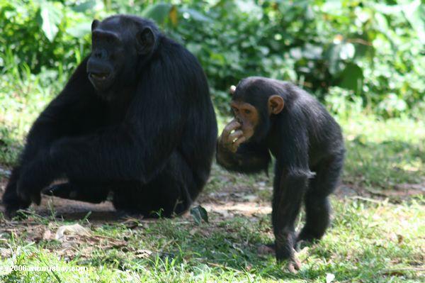 Scientists Sound the Alarm on African Palm Oil Investment