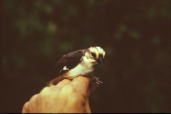 Critically Endangered Bird Gets New Addition to its Reserve