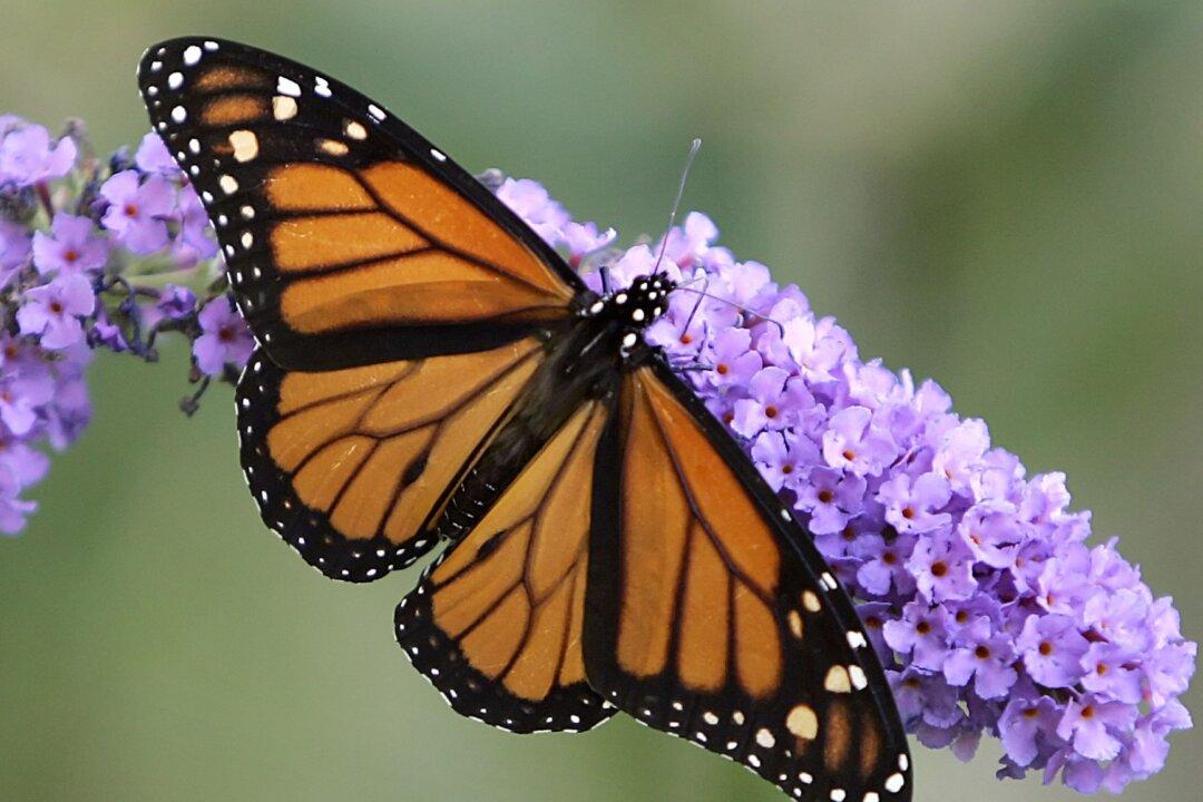 Save Monarchs With Milkweed Planting Program, Feds Urged