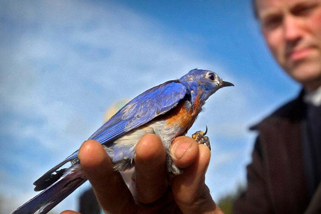 A Bluebird Is Stalking Me