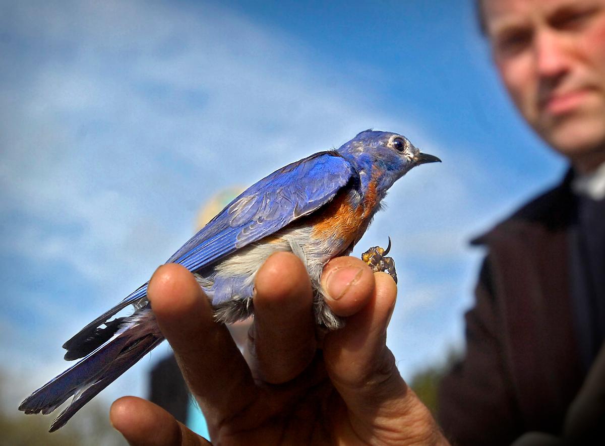 A Bluebird Is Stalking Me