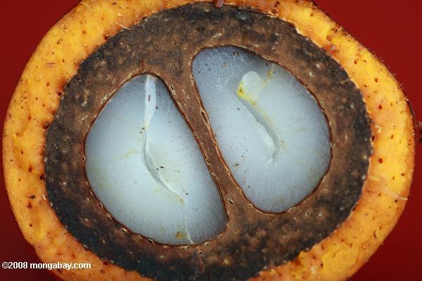 Biofuels Hurting Environment, More Than Helping