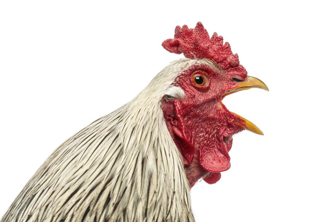 Why the Chinese Get Up Early