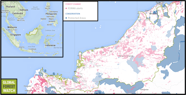 Forest Management Still A Problem for Malaysia