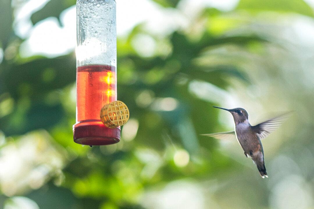 Stubby Wings Let Hummingbirds Hover So Well