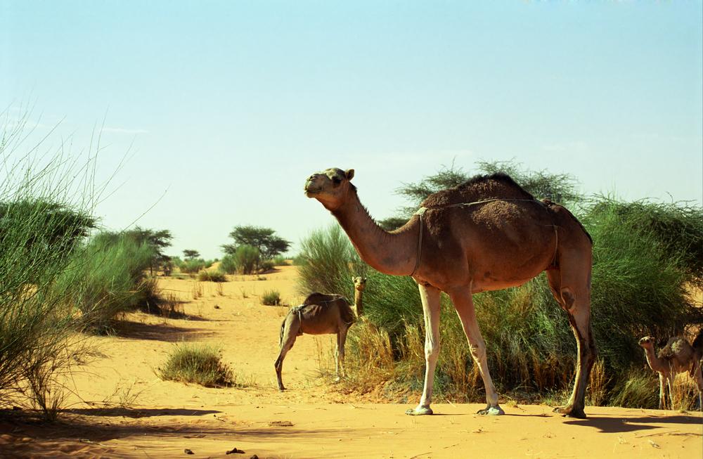 Best Time to Visit Mauritania