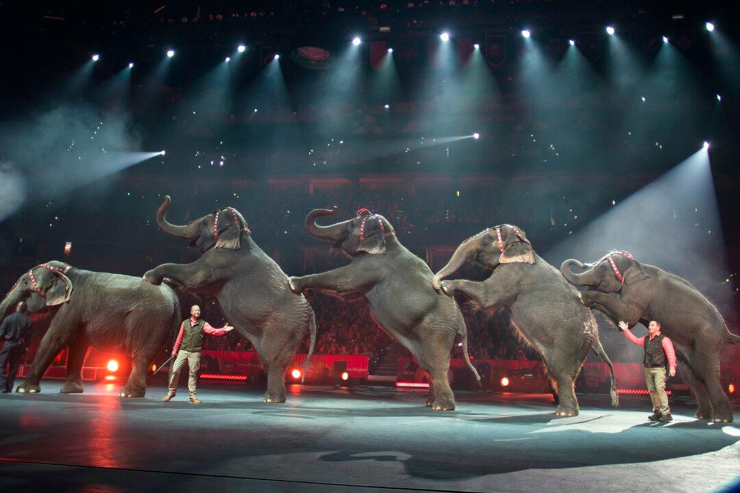 What Happens When Ringling Circus Elephants Retire?
