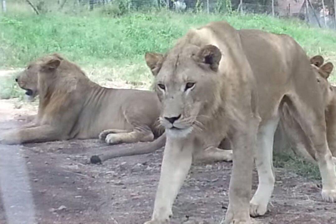 ‘Lock the door!’: Lion Opens Car Door, Freaks Out Family
