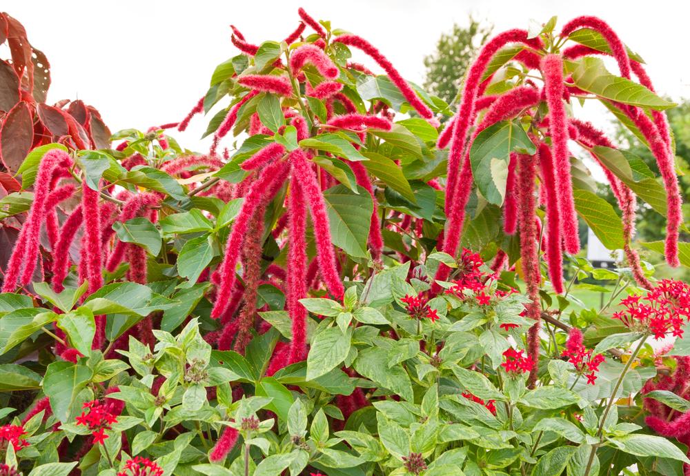 Science Loves This Superfood, So Why Aren’t You Eating It?