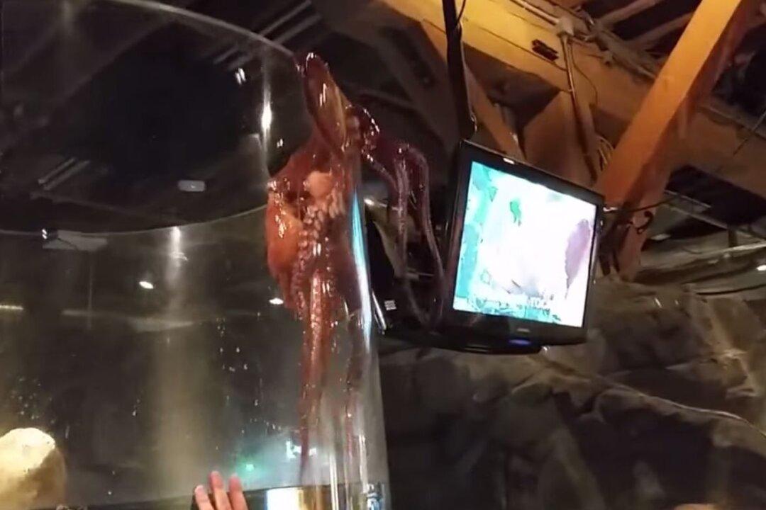 See a Giant Octopus Desperately Trying to Escape its Tank