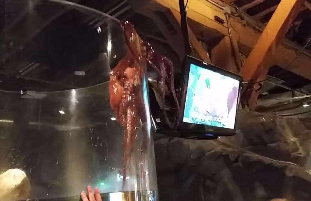 See a Giant Octopus Desperately Trying to Escape its Tank