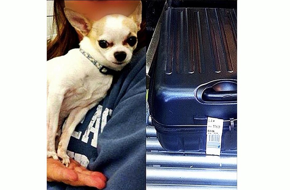 Live Chihuahua Found in Checked Bag at LaGuardia