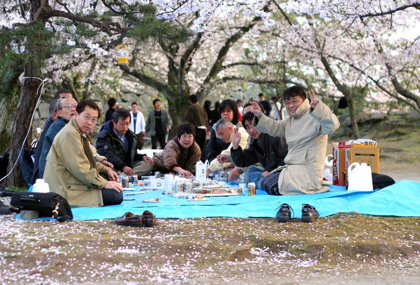 Japanese Are Very Serious About Cherry Blossom Viewing