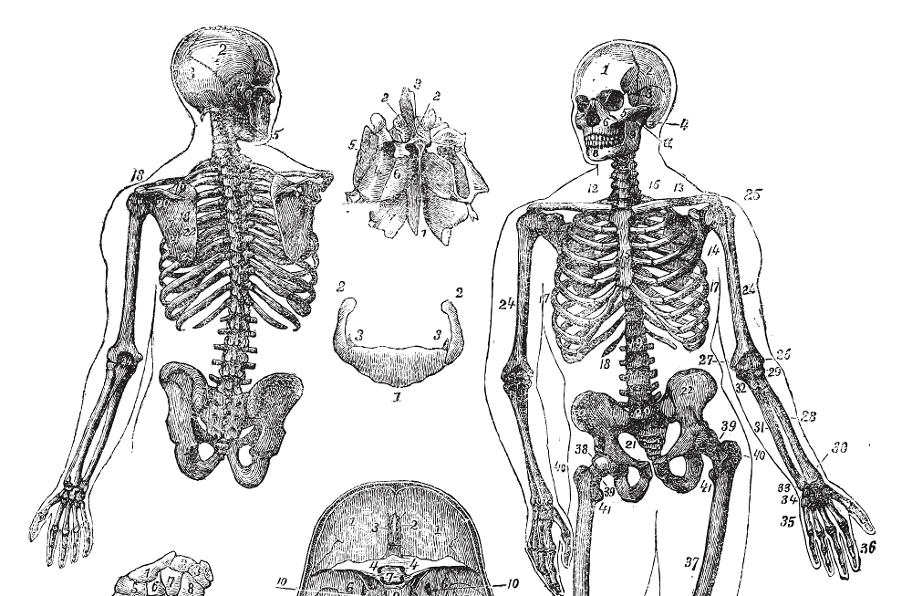 5 Herbs for Bone Health