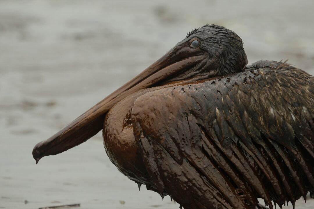 Cleaning Up Massive Oil Spills, How Do They Do It?