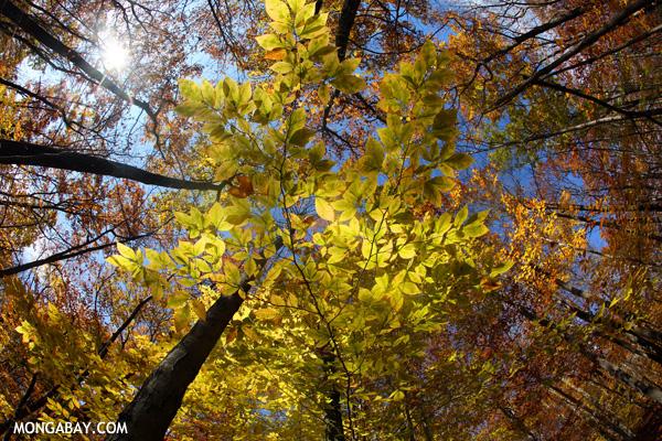 Study Finds Forest Soil Releases Carbon For Decades
