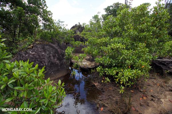Mangrove Forests Need Protecting According to UN Study
