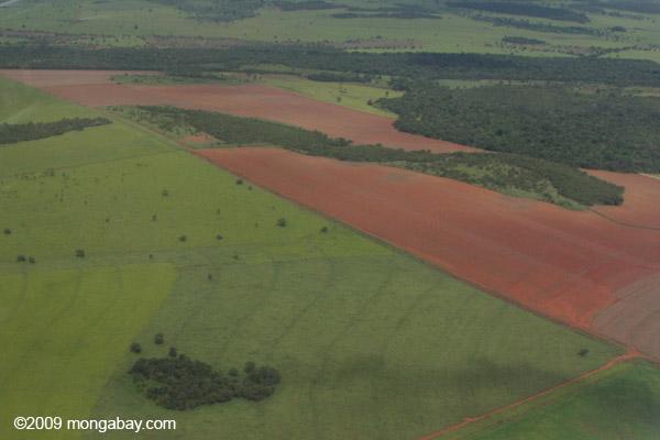 Endangered Forests Shrink as Demand for Soy Rises