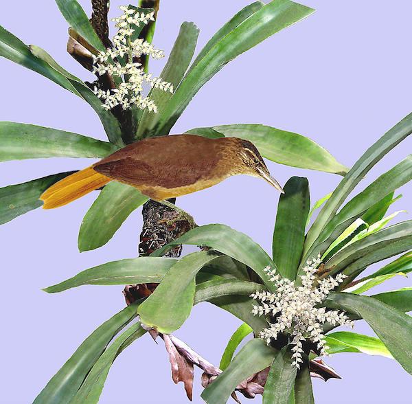 Newly Discovered Bird May Number Only 10 Individuals